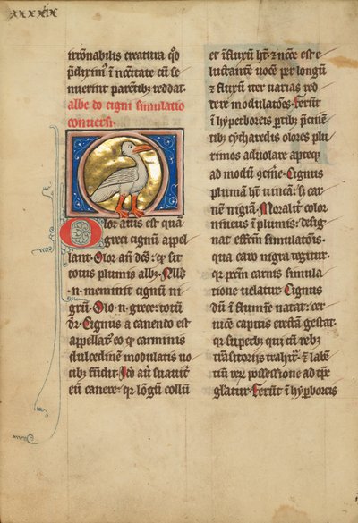 A Swan by Unbekannt Unbekannt